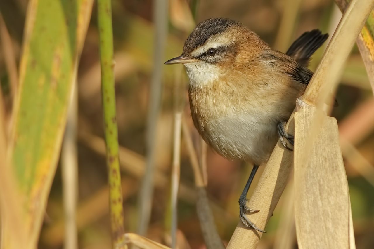 Forapaglie castagnolo (Acrocephalus melanopogon)